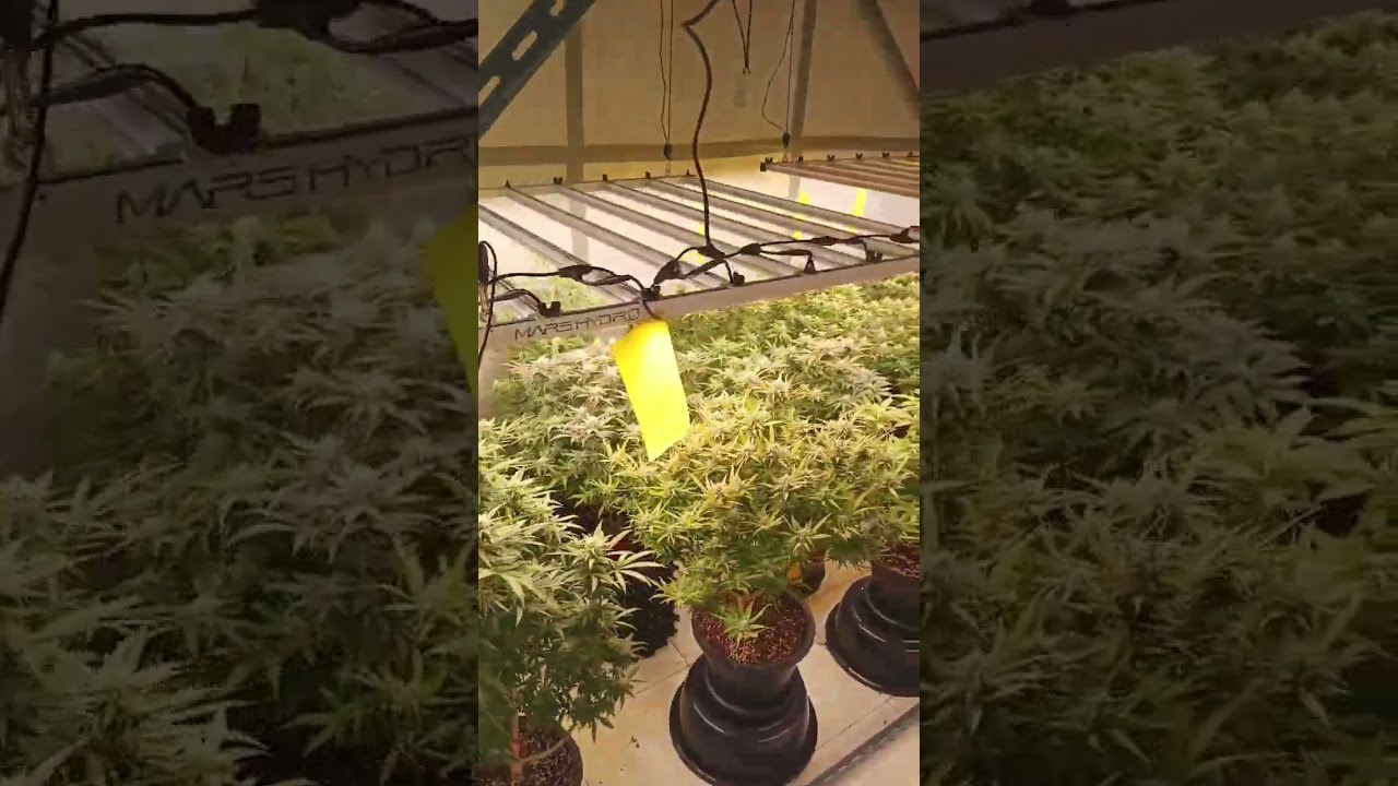 Great growing with marshydro FC-E8000 