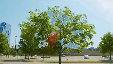Healthy Trees Healthy Cities Training Video Series: Crown Transparency