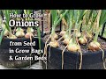 How to grow onions from seed in containers and garden beds easy planting guide