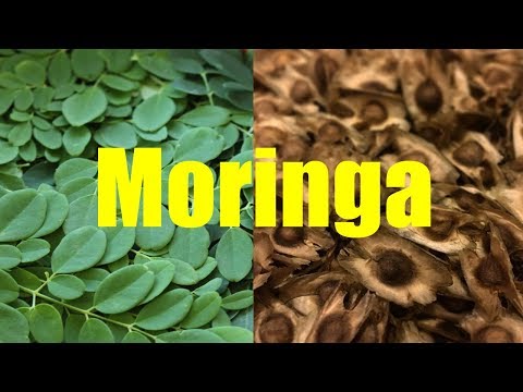 Growing and Harvesting Moringa with Pamela Mace