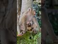 Ep99. The Ultimate Monkey Compilation to Make Your Day Instantly Better