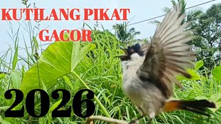 Suara Burung Kutilang Gacor burung kutilang Istimewa langsung ikut bunyi