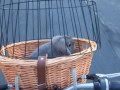 Cycling with Rabbit in Bike Basket