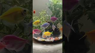 #glowfish #aquarium #fishtank #shorts