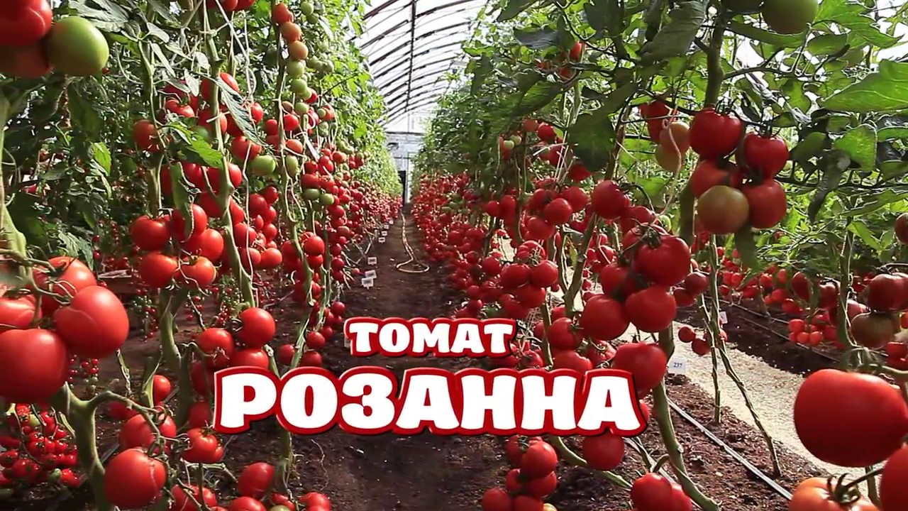 Томаты Фирмы Партнер Сорта Фото