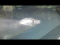 キタゾウアザラシその2＠鶴岡市立加茂水族館 の動画、YouTube動画。