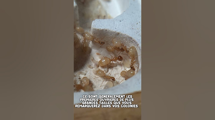 Les fourmis et leurs rôles ? Épisode 3 - Les média .