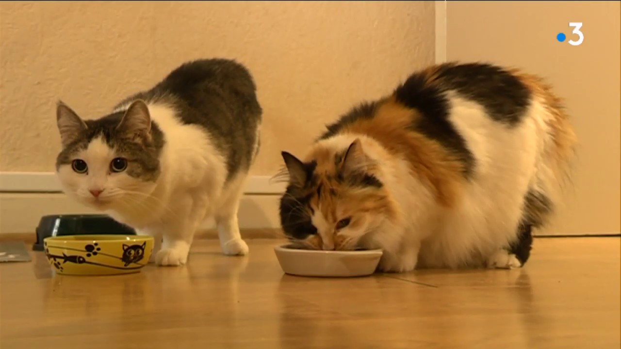Epidemie De Typhus Du Chat A Ussel Youtube Epidemie De Typhus Du Chat A Ussel Youtube