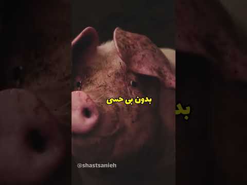 تصویری: سفته: اصل کاغذ، پر کردن نمونه، سررسید