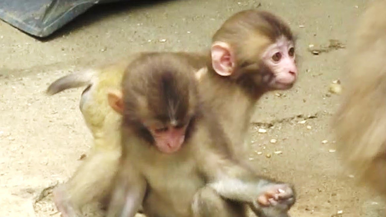 ある夏の日の子ザル Baby monkeys on a summer day 葉ッピー動物園1953 淡路島モンキーセンター 兵庫県 ...