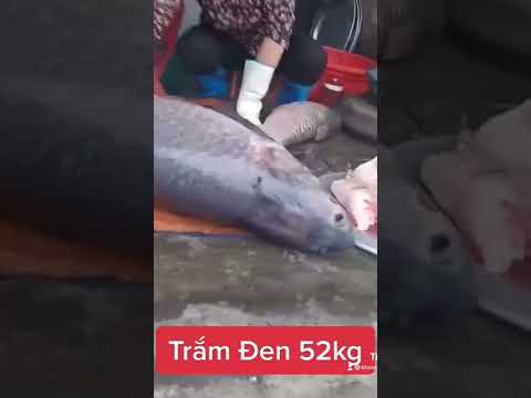 Thịt cá này ăn có ngon ko ae nhỉ ^^
