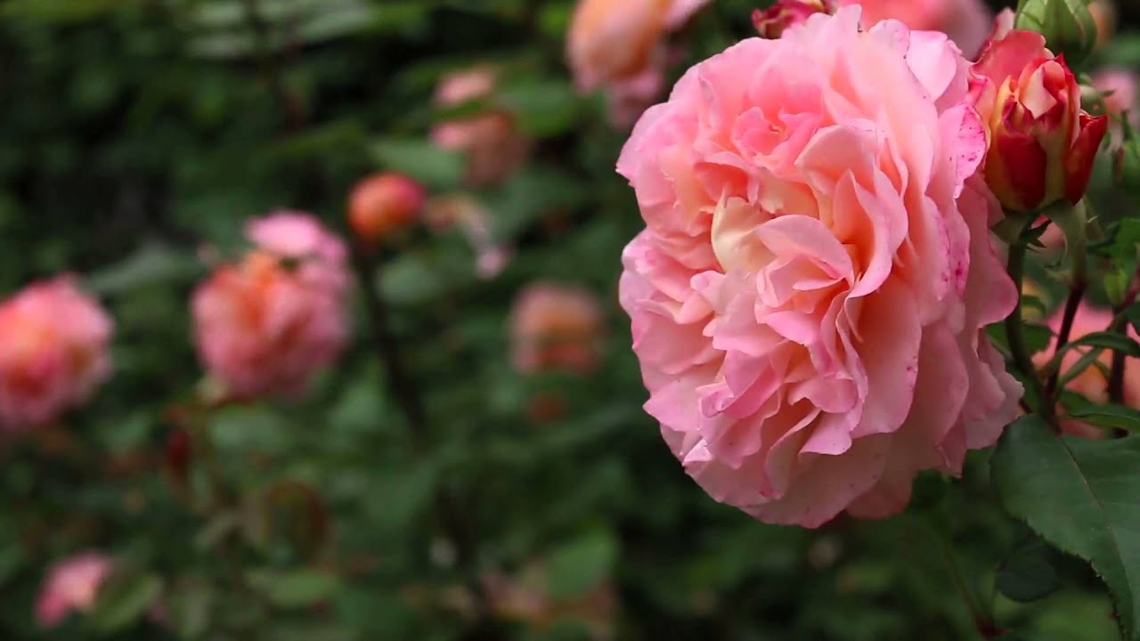 Test de la mise au point du Canon 70D - YouTube