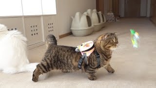 Got An Amazing Idea While Exercising With Kitties! (ENG SUB)