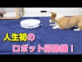 【抜け毛対策】人生初のロボット掃除機に対するコーギー犬の反応がかわいい！【Corgi #19】