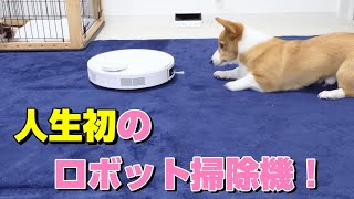 【抜け毛対策】人生初のロボット掃除機に対するコーギー犬の反応がかわいい！【Corgi #19】
