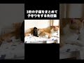 3匹の子猫をまとめて子守りをする先住猫 #保護子猫
