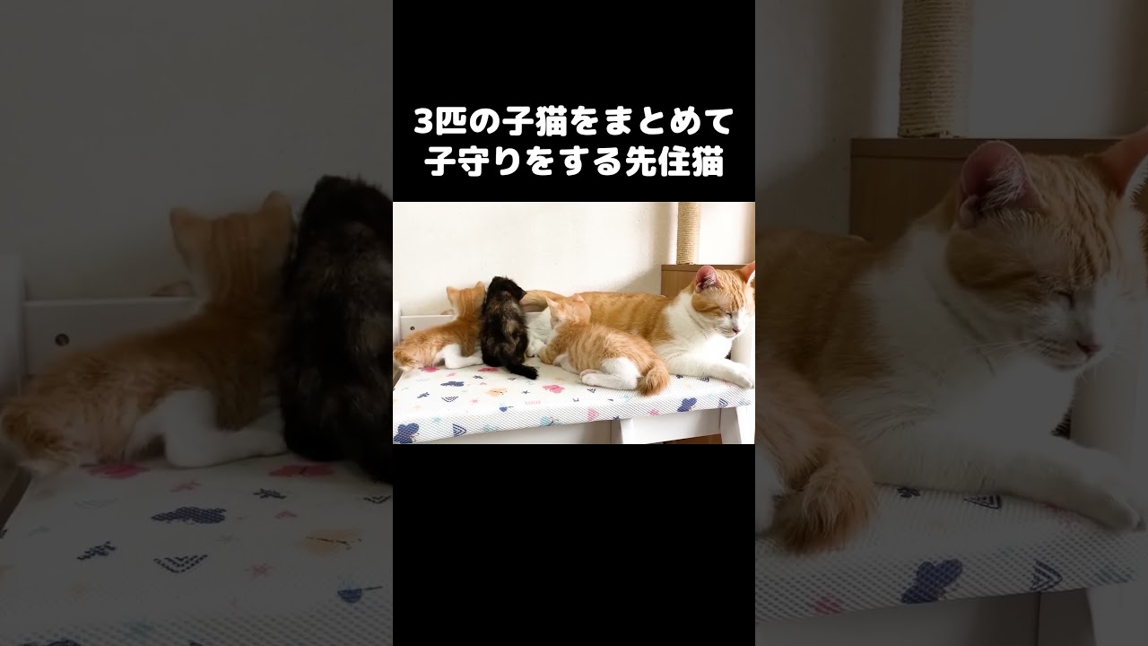3匹の子猫をまとめて子守りをする先住猫 #保護子猫
