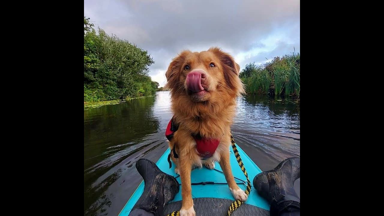 Paddle pup Oti adventure Toller takes on the Gannel estuary in Cornwall :-)