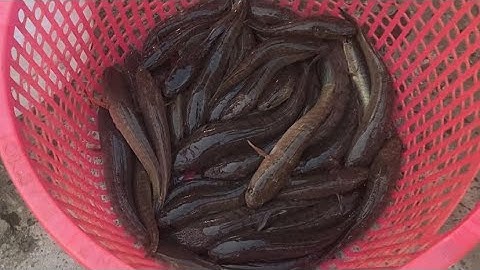 đẩy côn mùa nước nổi 2025 trúng ổ cá lóc cá phi 