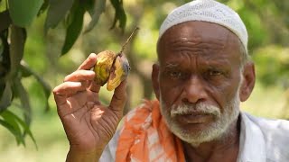 Climate change hits Pakistan’s agriculture, mango among chief victims