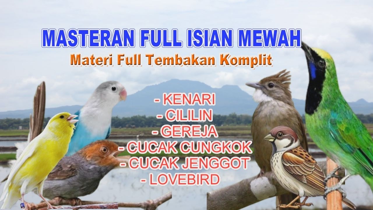 MASTERAN MURAI BATU FULL ISIAN TEMBAKAN MEWAH !!!