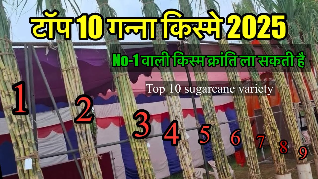 टॉप 10 गन्ना किस्मे जो गन्ने की खेती में क्रांति ला सकती है | Top 10 sugarcane variety 2025-26