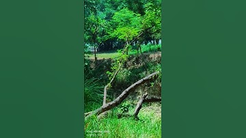 Thumbnail of #viralvideo #nature #song #love #video #travel #villagelife #like #live