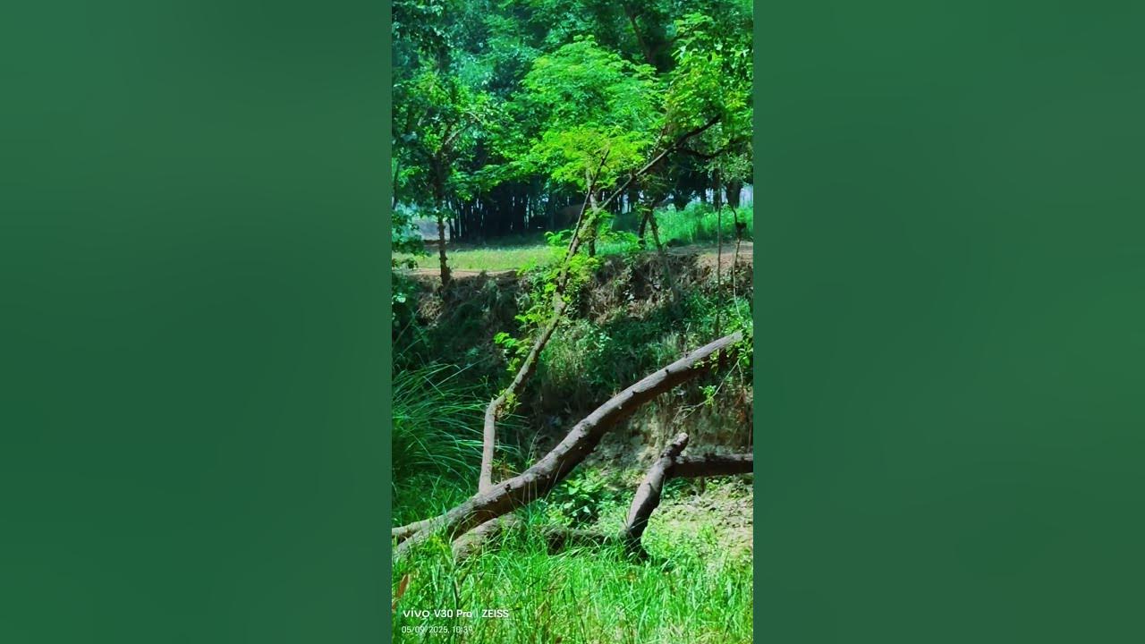 #viralvideo #nature #song #love #video #travel #villagelife #like #live