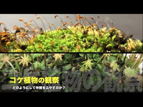 コケ植物の観察 スギゴケとゼニゴケ Youtube