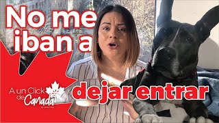 Viajar a Canadá con Mascotas (Pitbull y Cuarentena)