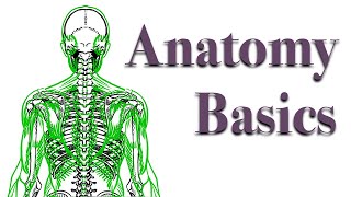 TUTORIAL | General Anatomy