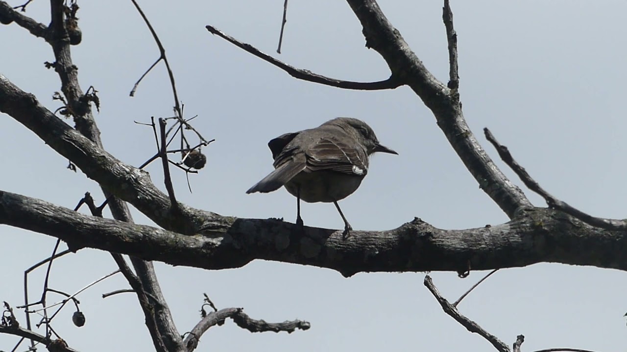 nature in my backyard episode 412 (HD)
