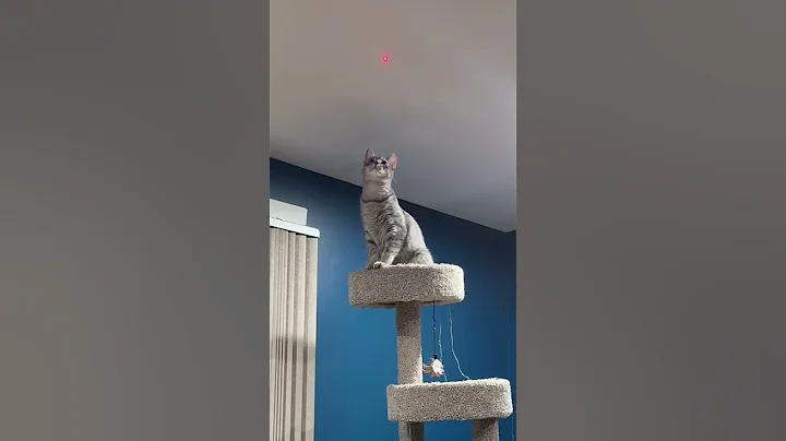 Watch the video about Best cat toy EVER!!! #funny #petshub #cat #catvideos #shorts