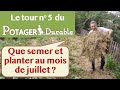 Que semer et planter au mois de juillet au potager ?