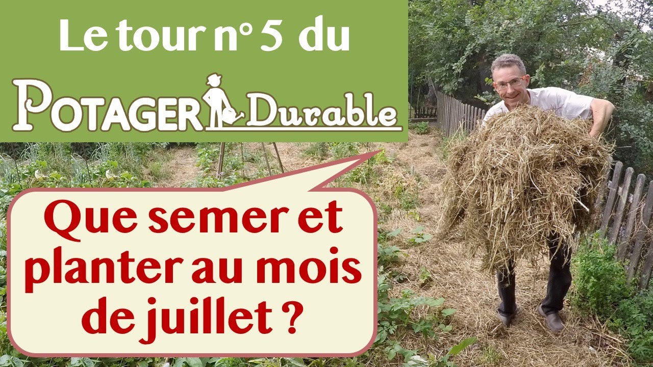 Que semer et planter au mois de juillet au potager ?