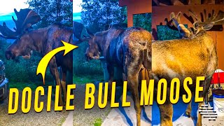 Docile Bull Moose Licking the Sea Salt off Fishing Gear in a Garage