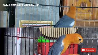 Download Lagu AMPUH memancing anis merah SUSAH BUNYI | putar dan lihat reaksinya putar sampai selesai ya MP3