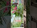 #reels #farming #viral #funny #villagelife #villagevlog #shorts #shortvideo #youtubeshorts