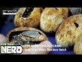 Water Monitors Hatching - Watch Baby TPos Water Monitors Hatch