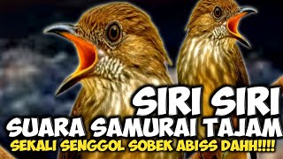 Download Lagu MATERI SAMURAI!!! MASTERAN SIRI SIRI TEMBAKAN PEDAS POWER MANTUL || SIRI SIRI GACOR DOR MP3