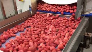 Strawberries Whole IQF OctoFrost Frozen