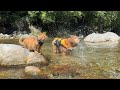 川遊びに慣れすぎた愛猫が相変わらずとんでもないw