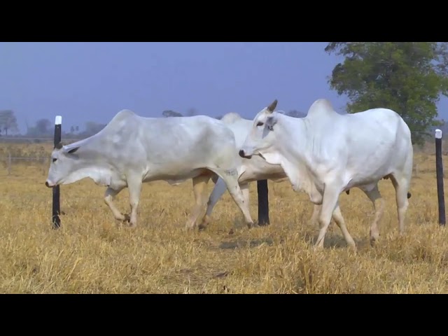 LOTE 36 mp4