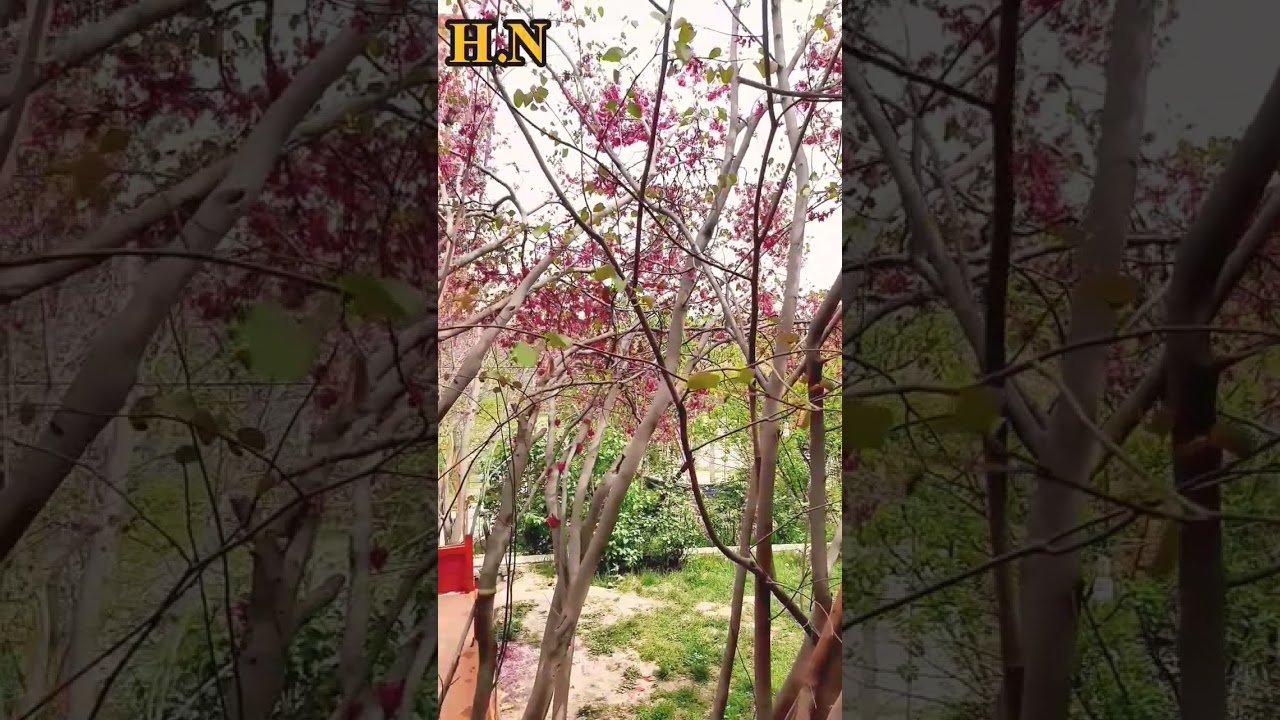 A scenic view of the park at Qargha Dam Kabul Afghanistan 🌹♥️🇦🇫✨️✨️