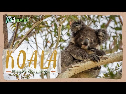 Video: ¿Cuál es el hábitat de un koala?