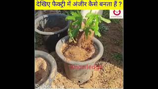 देखिए फैक्ट्री मै अंजीर कैसे बनता है knowledge #shorts #short #ytshorts #youtubeshorts #anjir