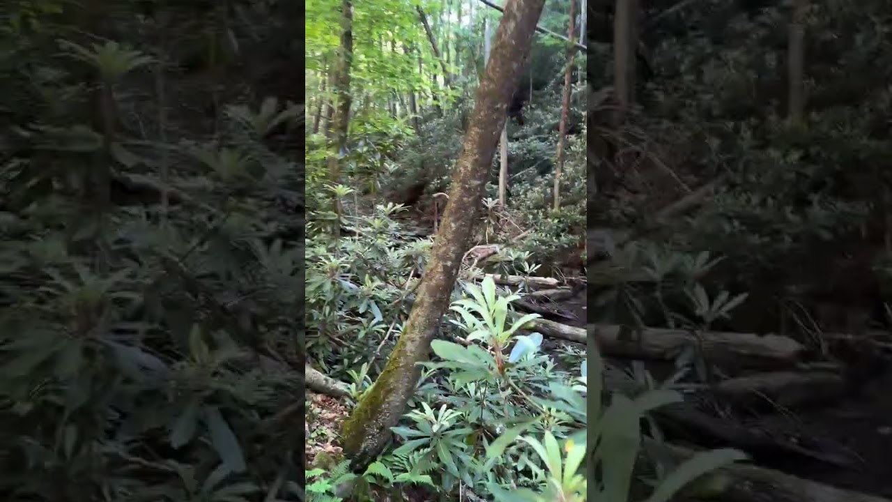 49 Acres for Sale Near National Forrest in Wise County, VA!