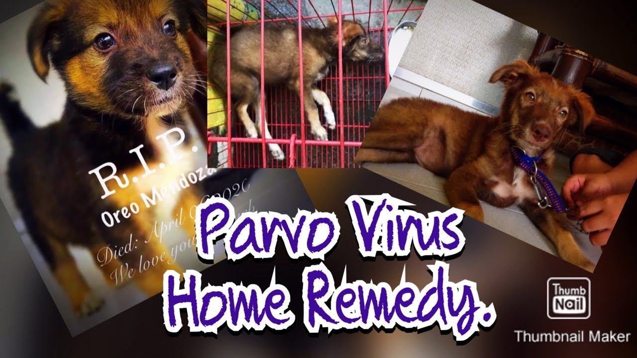 Parvo Virus Home Remedy YouTube