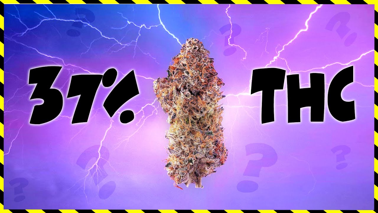 STRAIN CLAIMS 37% THC - TIMELAPSE - Seed To Smoke W/MARSHYDRO