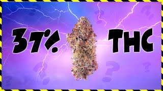 STRAIN CLAIMS 37% THC - TIMELAPSE - Seed To Smoke W/MARSHYDRO